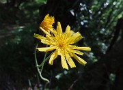 25 Scorzonera humilis- Scorzonera minore sul sent. 505 con bosco di carpini neri